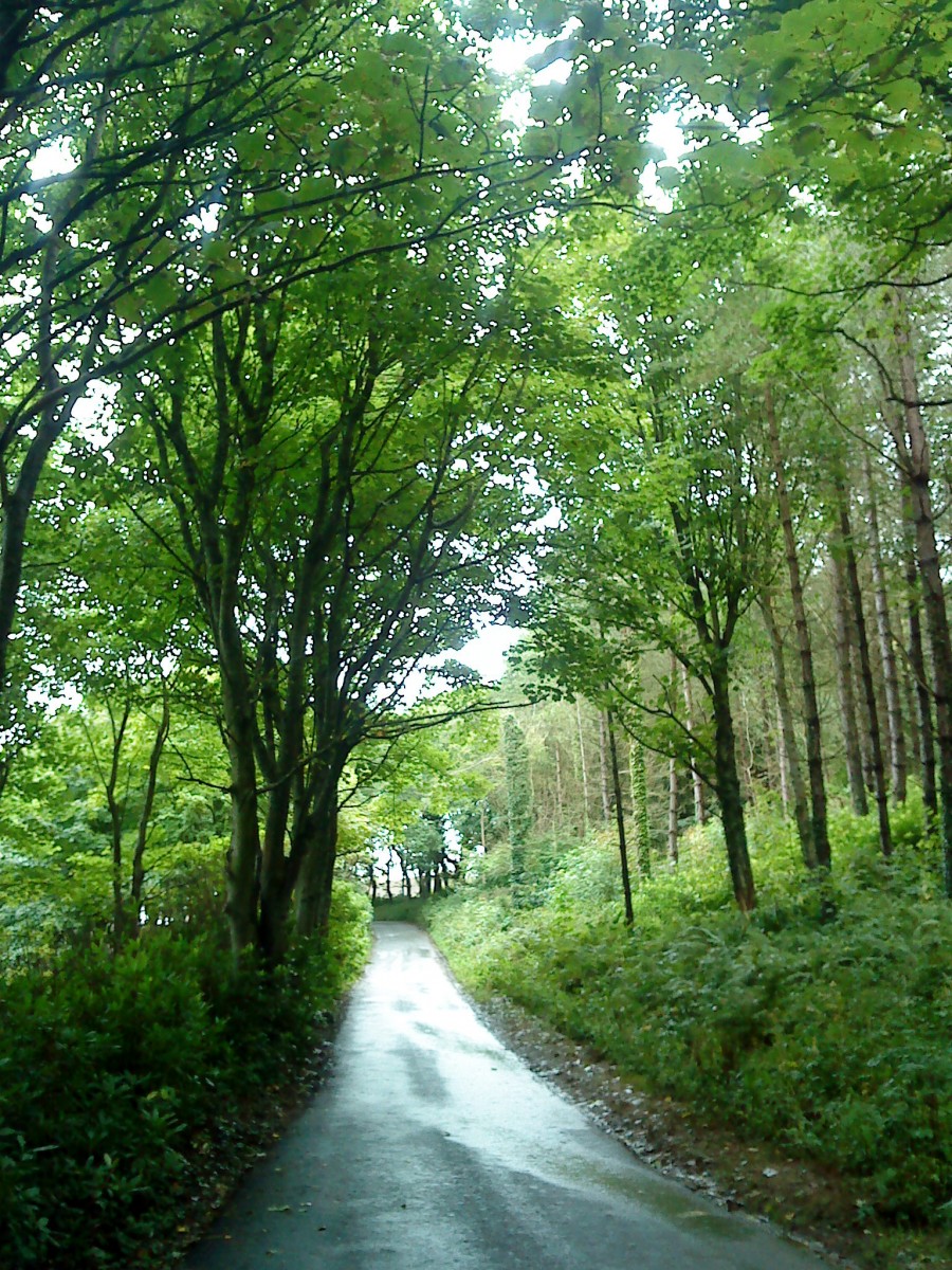 image of path in the forest