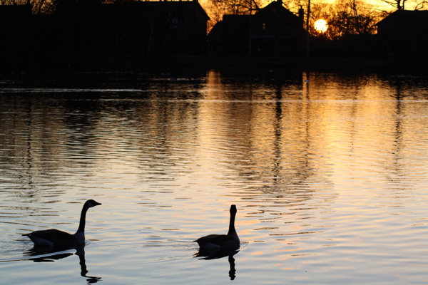 image of swans on a pond at dusk